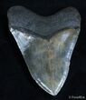 Giant Inch Megalodon Tooth #2220-1